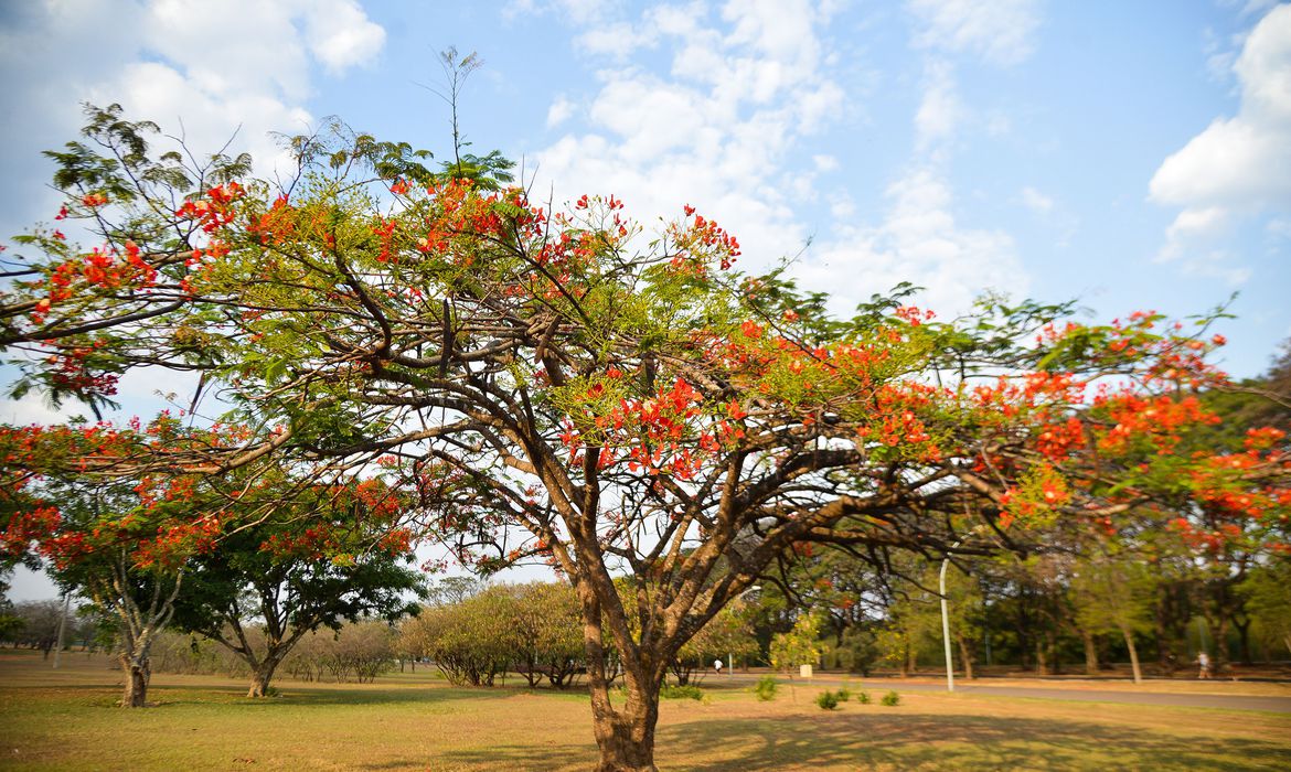 No dia 23 de setembro é oficialmente declarado o início da Primavera no Hemisfério Sul, pois no Hemisfério Norte, nesse mesmo dia, inicia-se o outono (Marcello Casal Jr/Agência Brasil)