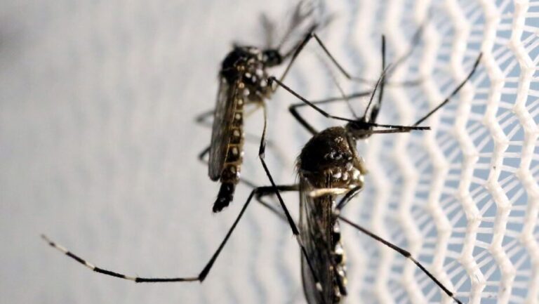 mosquitos aedes aegypti dengue arboviroses