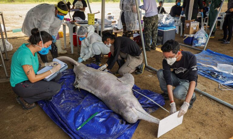 Researchers from the Mamiraua Institute for Sustainable Development analyse a dead dolphin recovered from the Tefe lake, which flows into the Solimoes River, affected by high temperatures and drought, in Tefe, Amazonas state, Brazil, October 3, 2023. REUTERS/Bruno Kelly