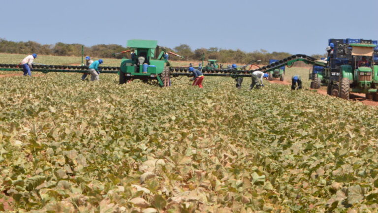 Agro no Brasil: Segundo levantamento, 64% da expansão da agropecuária no Brasil deriva do desmatamento para pastagem