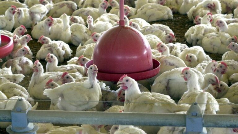 Brasil irá exportar carne de frango para a Argélia. Foto: Arquivo/Agência Brasil