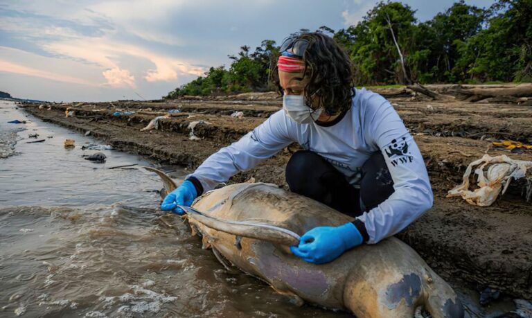 Tefé (AM) 30/09/2023 - Uma pesquisadora fazem medição e coleta de tecidos de botos mortos em lago no município de Tefé, no Amazonas. Para o ICMBio, há indícios de que a seca prolongada e a temperatura elevada na região possa ter causado as mortes dos animais
Foto: MIGUEL MONTEIRO/INSTITUTO MAMIRAUÁ