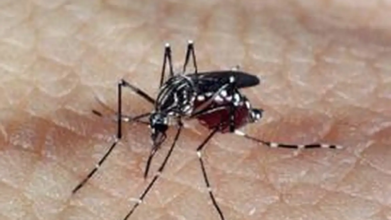 Profissionais alertam para cuidado com o mosquito da dengue. Foto: Agência Brasil.