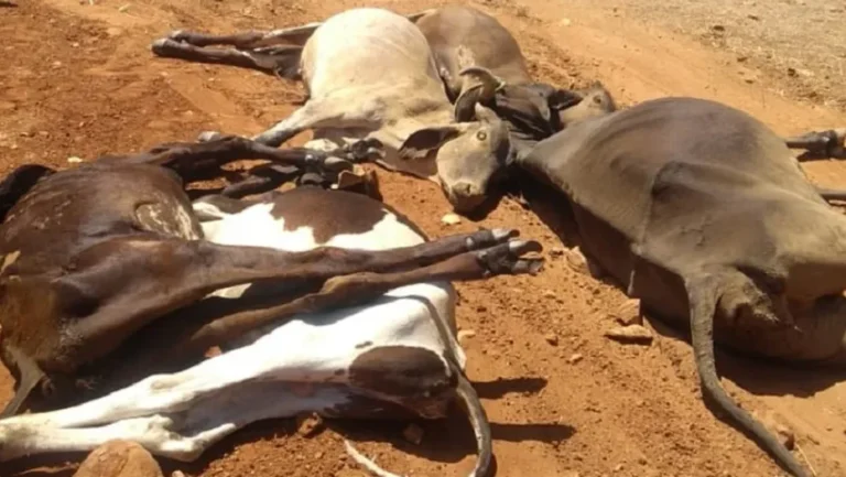 Animais mortos na zona rural de Jucurutu, no Oeste potiguar — Foto: Cedida