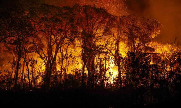 Porto Jofre (MT) 16/11/2023 – Árvores sendo consumidas pelo incêndio florestal que atige o Pantanal
Foto: Joédson Alves/Agência Brasil