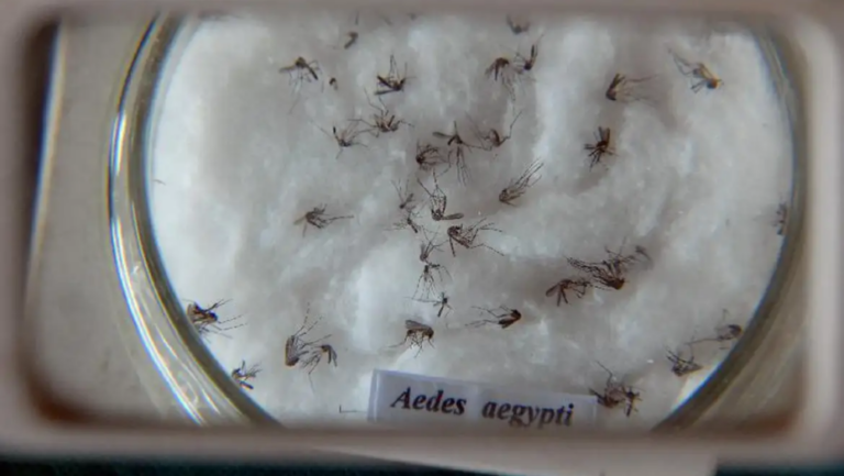 Mosquito aedes aegypti é o propagador da dengue. No Brasil, casos tem aumentado. Foto: Agência Brasil.