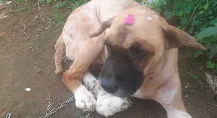 Bombom, uma das cachorro mortas no incêndio. Foto: Reprodução