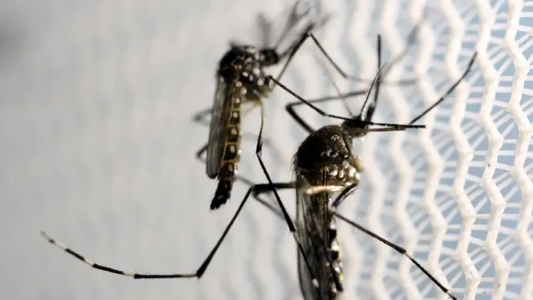 Mosquito Aedes aegypti ataca principalmente durante o dia / Foto: Reuters