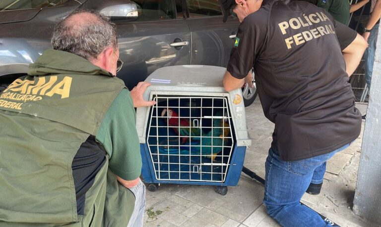 Operação Operação da PF/RJ e IBAMA contra tráfico de animais - Aves apreendidas. Foto: Polícia Federal/RJ