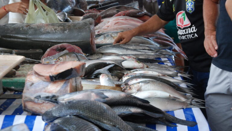 exportação de pescado Setor de pesca vê potencial de crescimento exponencial na possibilidade de exportar pescado potiguar - Foto: José Aldenir / AGORA RN