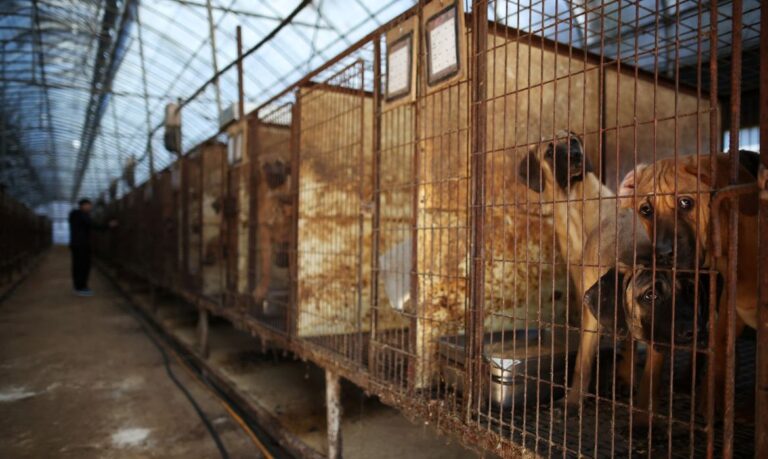 Cães em suas jaulas em fazenda de criação de cães para produção de carne de cachorro para consumo humano em Hwaseong, na Coreia do Sul
21/11/2023 REUTERS/Kim Hong-Ji