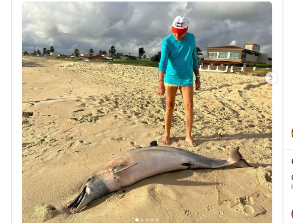 Golfinho foi encontrado morto. Foto: reprodução