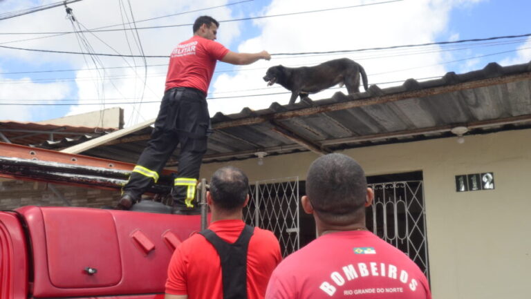 Bombeiros resgatam cachorro em Natal. Foto: José Aldenir/Agora RN.