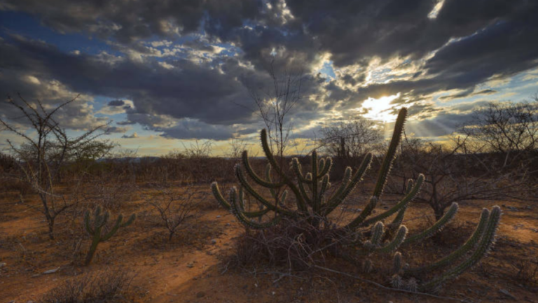 Aumento da aridez na caatinga é apontado por cientistas como uma das consequências das mudanças climáticas causadas pelas atividades humanas / Foto: Giancarlo Zorzin