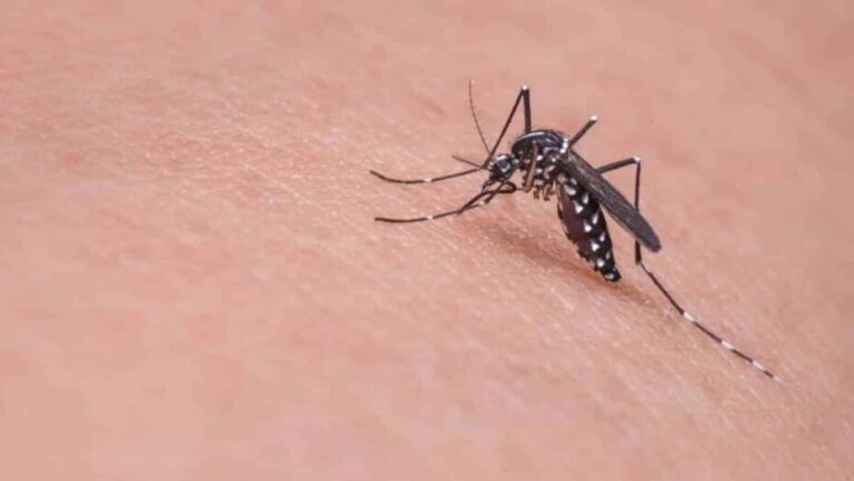 Rio grande do norte tem quase 3 mil casos de dengue confirmados em 2020