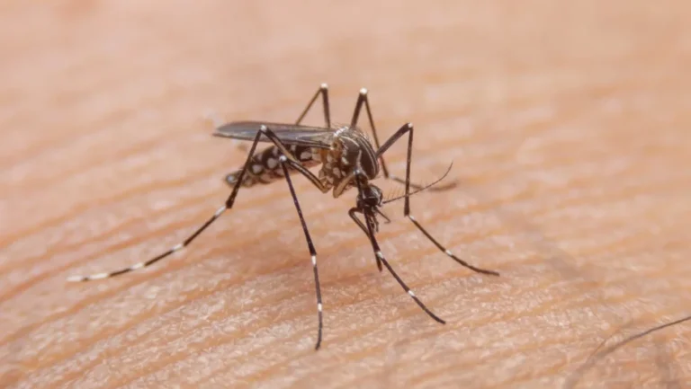 Mosquito Aedes aegypti. Foto: Reprodução/Getty Images