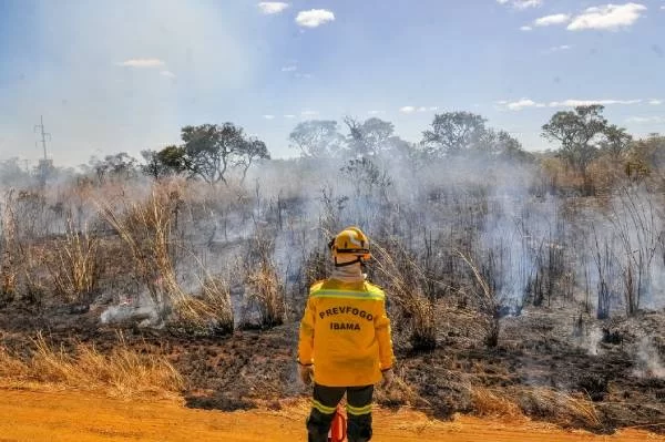 Levantamento realizado pelo MapBiomas mostra que a Amazônia foi o bioma mais afetado pelo fogo / Foto: Joel Rodrigues/Agência Brasília