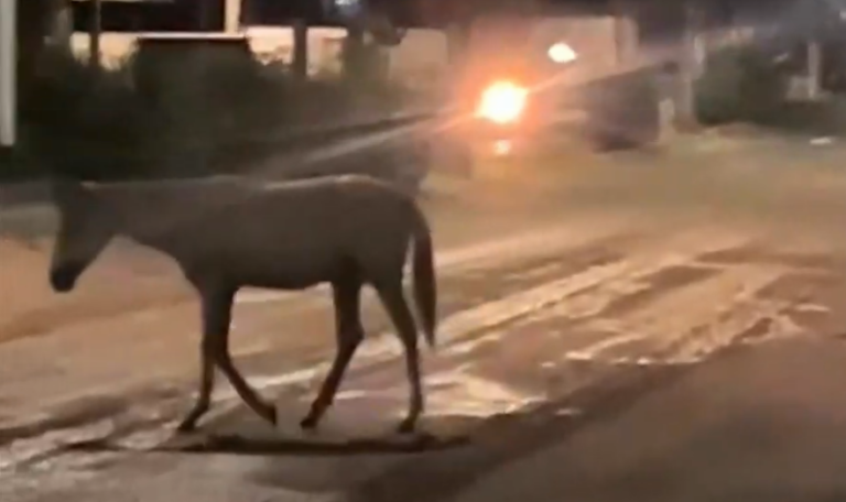 Cavalo é flagrado passando pela avenida João Medeiros Filho / Foto: reprodução