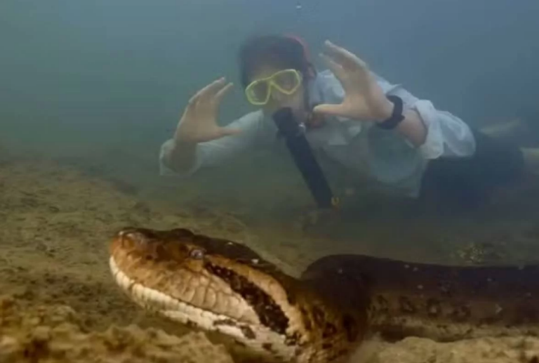 Sucuri-verde foi encontrada em rio na Amazônia / Foto: reprodução de vídeo