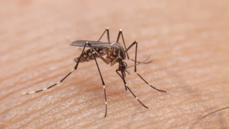 Ministério da Saúde vai definir nesta semana o calendário de vacinação contra a dengue / Foto: Getty Imagens
