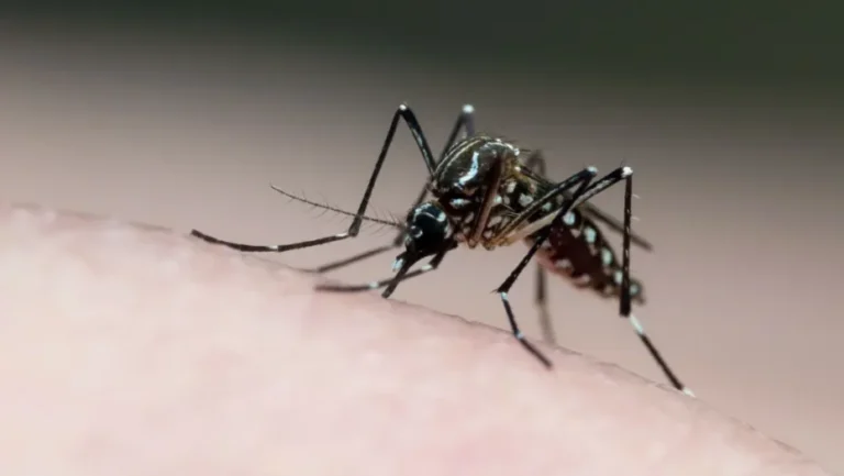 O mosquito Aedes aegypti é o transmissor do vírus da dengue. Foto: Joao Paulo Burini/GettyImages