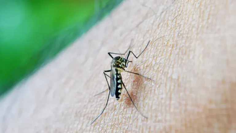 Vacinação contra a dengue começou em pelo menos seis dos dez estados selecionados pelo Ministério da Saúde / Foto: Agência Brasil