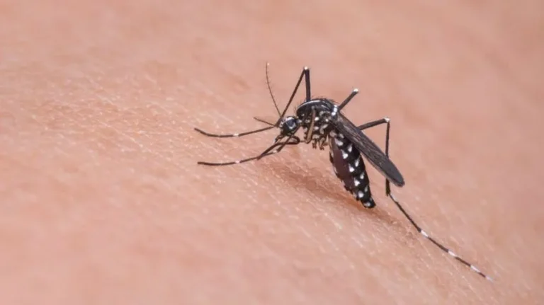 Dengue é transmitida pelo mosquito Aedes aegypti e pode evoluir para quadros graves de saúde. Foto: Banco de imagens/Pixabay
