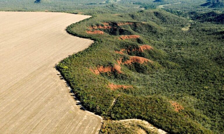 Brasília (DF) 29/02/2024 - Cerrado: cresce o desmatamento, aumenta o risco de colapso hídrico
Foto: Adriano Gambarini/WWF Brasil/Divulgação
