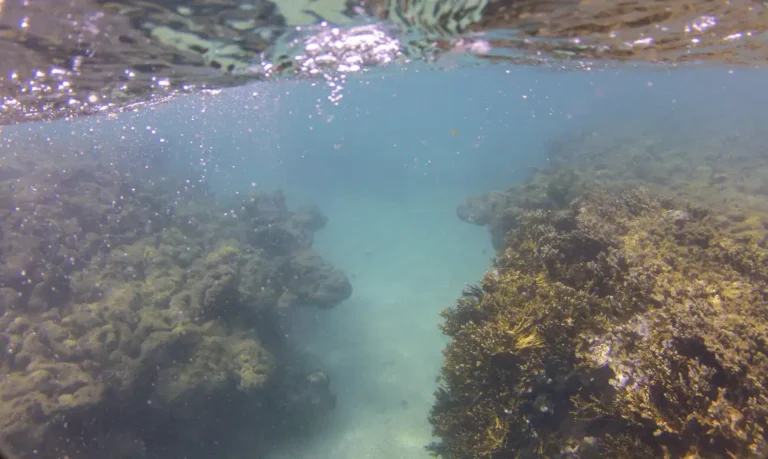 Tamandaré (PE), 25/10/2023 - O coral-de-fogo (Millepora alcicornis) no recife Pirambu, na APA Costa dos Corais. Foto: Fernando Frazão/Agência Brasil