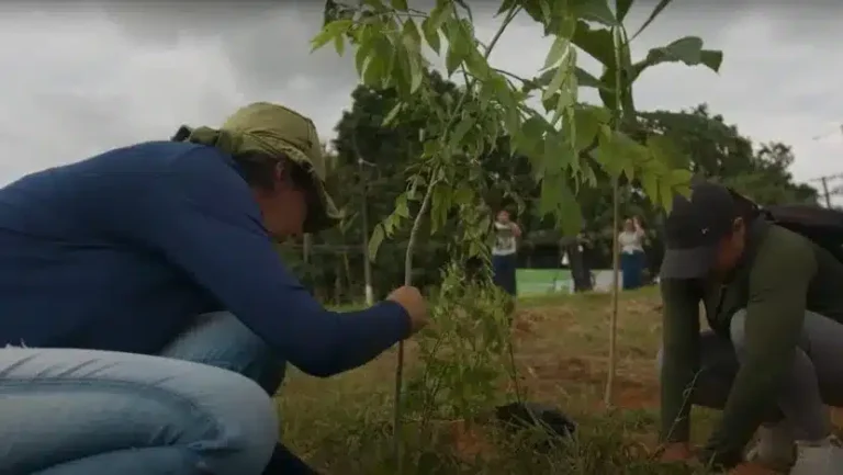 Pesquisadores da UFPA fazem replantio de árvores na Amazônia / Foto: Reprodução