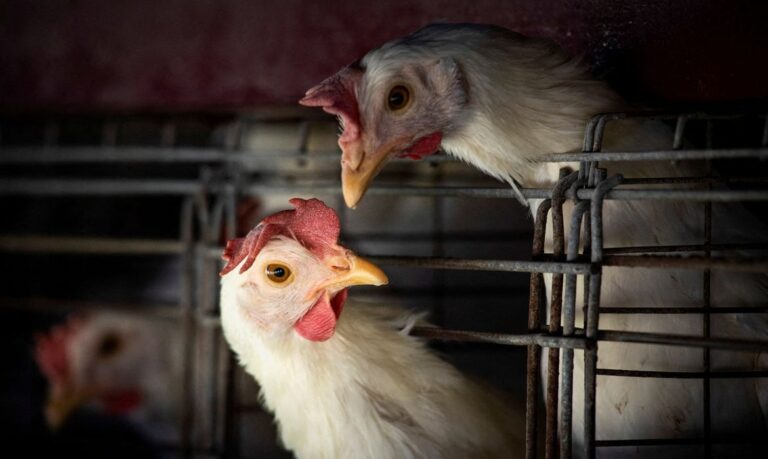 FILE PHOTO: Chickens sit in cages at a farm, as Argentina's government adopts new measures to prevent the spread of bird flu and limit potential damage to exports as cases rise in the region, in Buenos Aires, Argentina February 22, 2023. REUTERS/Mariana Nedelcu/File Photo