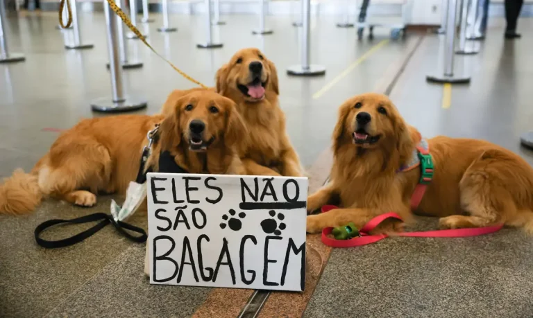 Brasília (DF) 28/04/2024 Tutores de pets fazem protesto no Aeroporto Juscelino Kubitschek de Brasília cobrando justiça pela morte do Golden Retriever Joca, durante viagem aérea. Foto: Fabio Rodrigues-Pozzebom/ Agência Brasil