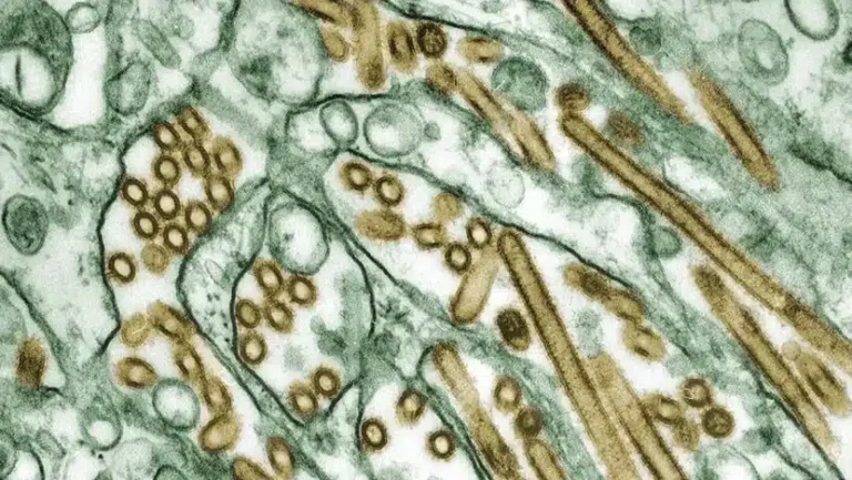 EUA confirmam segundo caso de gripe aviária em humano / Foto: divulgação