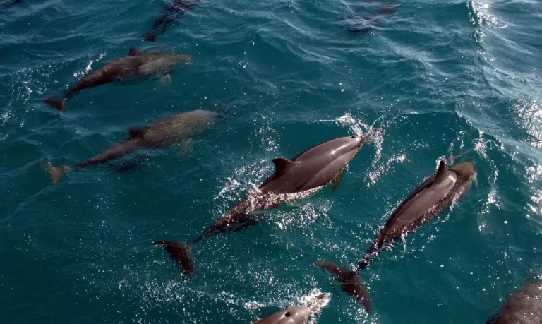 Golfinhos em Fernando de Noronha (PE),