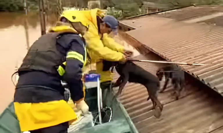 CHUVAS NO RS - Resgate de animais ilhados no Rio Grande do Sul. Foto: Carla Sassi/Instagram