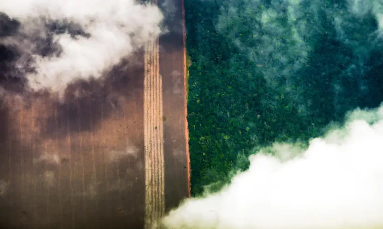 fotografia aérea Floresta amazônica, plantação