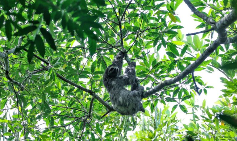 Guapimirim (RJ), 28/03/2023 - Bicho-preguiça pendurado em galho de árvore na trilha para o Cânion do Iconha, Guapimirim, Regiao Metropolitana do Rio de Janeiro. Foto: Tânia Rêgo/Agência Brasill