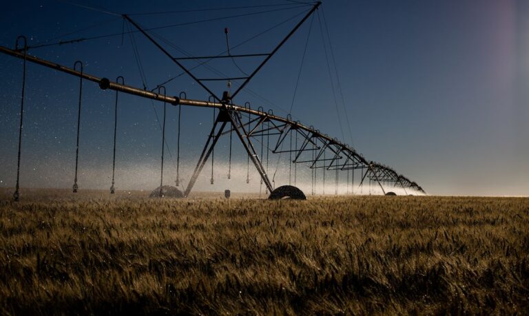 Irrigação em pivô, Plantação de trigo