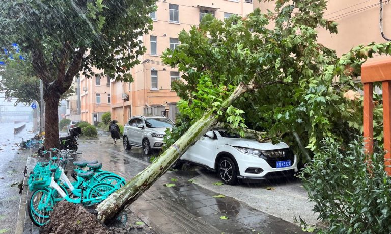 A fallen tree is seen on the streets amid heavy rainfall, after Typhoon Bebinca made landfall in Shanghai, China September 16, 2024. REUTERS/Xihao Jiang