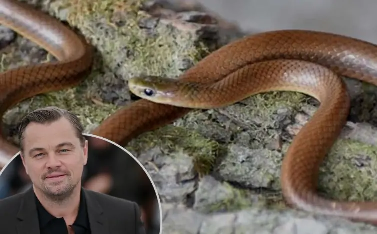 serpente leonardo di caprio foto reprodução montagem new york post