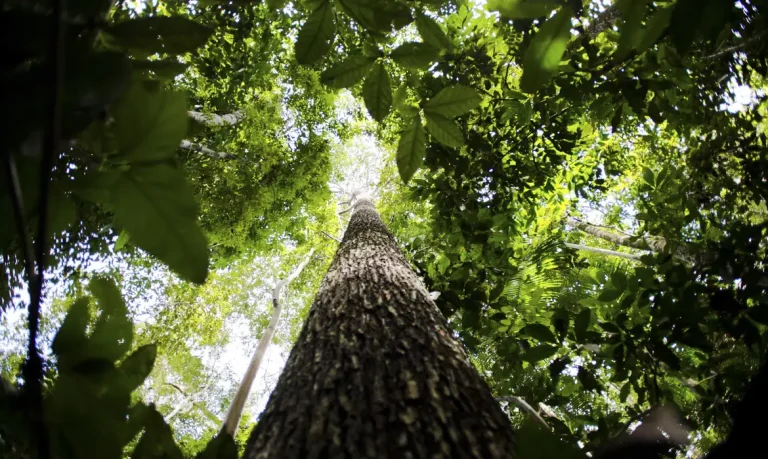 floresta Amazônica