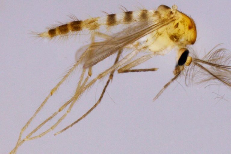 ova-especie-de-inseto.jpg