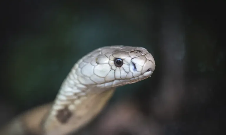 Cobra naja de 1,5 metro que picou um estudante de veterinária em Brasília e está no Zoológico da capital federal