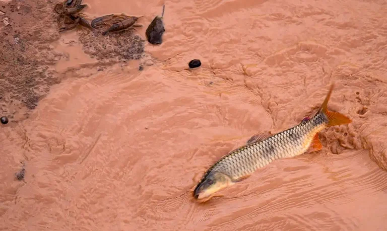Governador Valadares (MG) - Passagem da lama pelo Rio Doce, por causa do rompimento de duas barragens em Mariana, Minas Gerais, causa desastre ambiental (Leonardo Merçon/Instituto Últimos Refúgios/Divulgação)