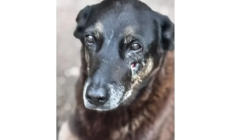 28.01.2026 - Cão Orelha, morto por adolescentes em SC. Foto: Polícia Civil de Santa Catarina