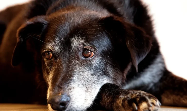 São Paulo (SP), 30/01/2026 - Adoção de Pets  na  Casa Adote na Vila Madalena em parceria com o Instituto Ampara Animal e a ONG Encontrei um Amigo.  Foto: Paulo Pinto/Agência Brasil