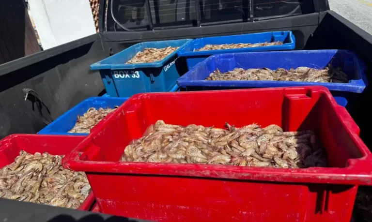 Angra dos Reis (RJ), 15/04/2026 - A Polícia Federal prendeu, nesta quarta-feira (15/4), quatro pessoas pela prática de pesca ilegal na Baía de Sepetiba, no município de Itaguaí/RJ. Também foram apreendidos 350 kg de camarão, sendo cerca de 50 kg ainda vivos no momento da abordagem. Foto: PF/Divulgação