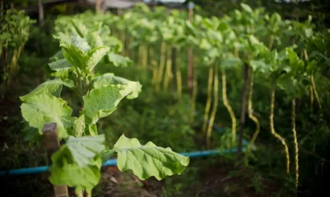 Juruena, MT, Brasil: Horta de legumes e verduras de Cláudio, que trabalha com o sistema agroflorestal, no assentamento Vale do Amanhecer, no município de Juruena. Os sistemas agroflorestais são consórcios de culturas agrícolas com espécies