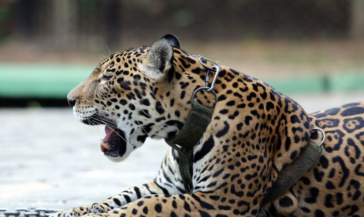 Manaus - Juma, a onça-pintada que participou da cerimônia de revezamento da Tocha Olímpica em Manaus, foi abatida com um tiro de pistola no Centro de Instrução de Guerra na Selva, depois de tentar escapar do local (Ivo Lima/Ministério do