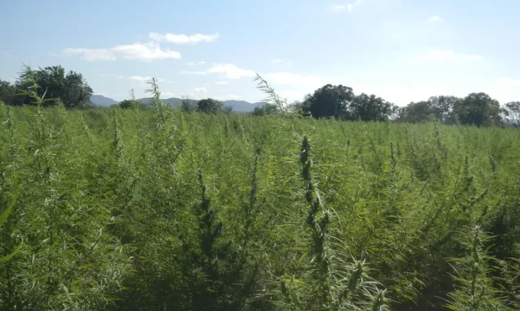 Pedra (PE) - Uma plantação com 36 mil pés de maconha foi destruída pela Polícia Federal (PF) em Pernambuco no município de Pedra (PE).